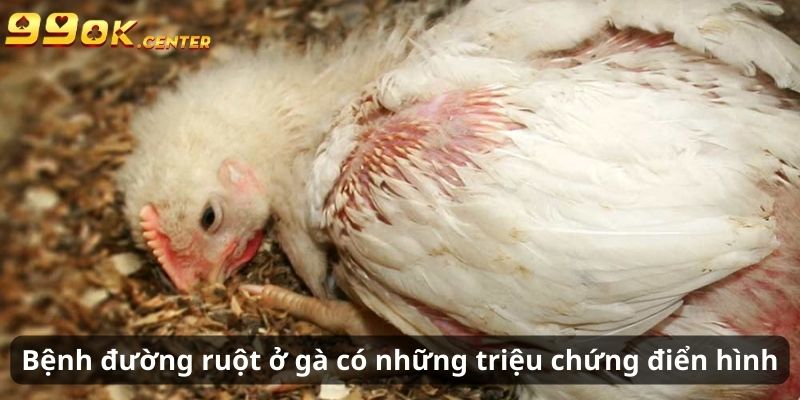 Bệnh đường ruột ở gà gây những triệu chứng điển hình