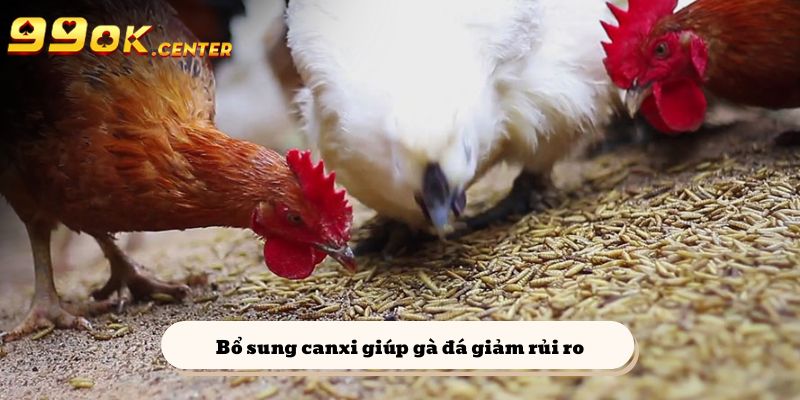 Bổ sung canxi tự nhiên cho chiến kê sẽ giúp giảm rủi ro đáng kể