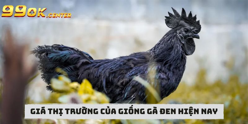 Giá thị trường của giống gà đen hiện nay