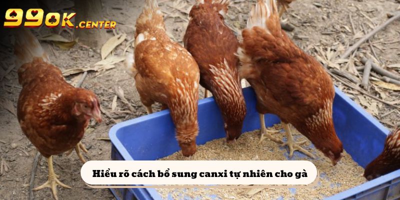 Hiểu rõ cách bổ sung canxi tự nhiên cho gà