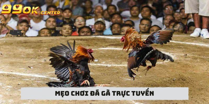 Mẹo chơi đá gà trực tuyến đảm bảo có chiến thắng lớn