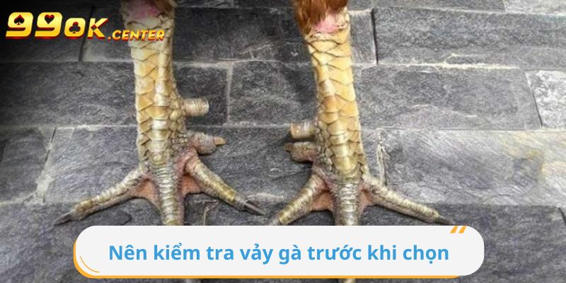 Lý do cần kiểm tra vảy chân trước khi chọn gà chọi