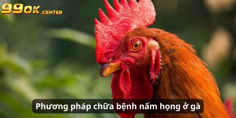 Các phương pháp chữa trị bệnh nấm họng ở gà chọi