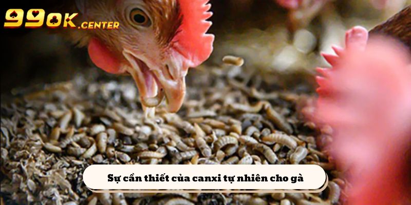 Sự cần thiết của canxi tự nhiên cho gà