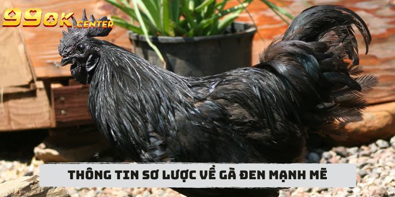 Thông tin sơ lược về gà đen mạnh mẽ